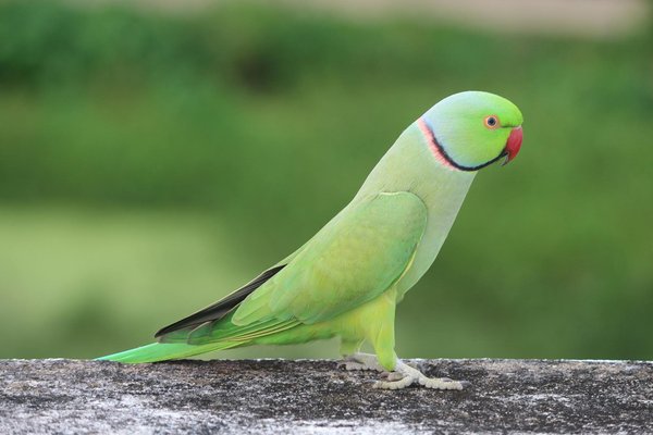 Découvrez les caractéristiques et l'historique du spitz loup