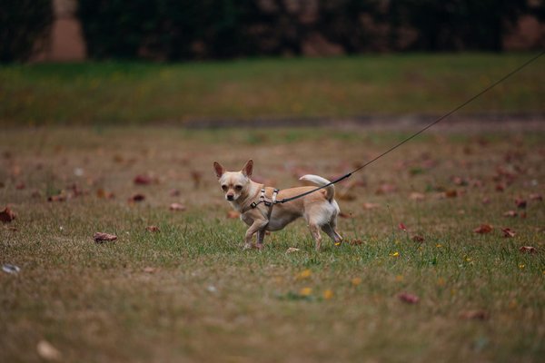 Découvrez 2417 associations de protection animale en France