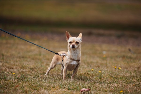 Soins palliatifs pour chats : que peut faire un vétérinaire ?