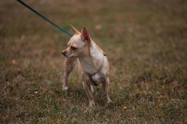 L'art de l'élevage du teckel kaninchen : guide essentiel