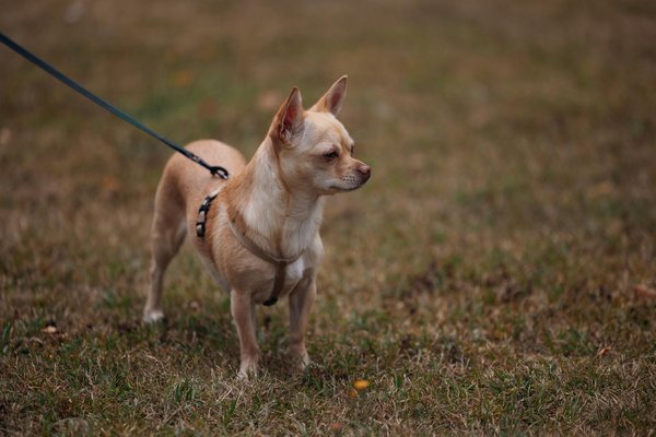 Noms chow chow mâle : idées et inspirations pour un compagnon majestueux