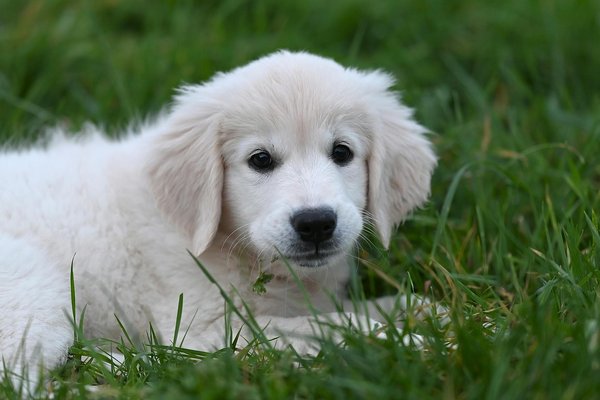 Grenouilles en voie de disparition : causes et conséquences