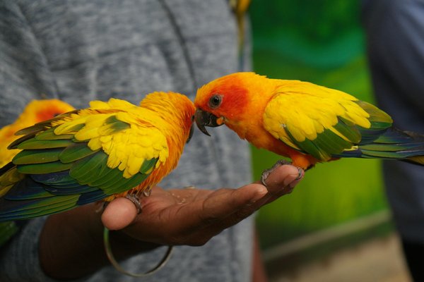 Comparaison entre les grenouilles et les crapauds