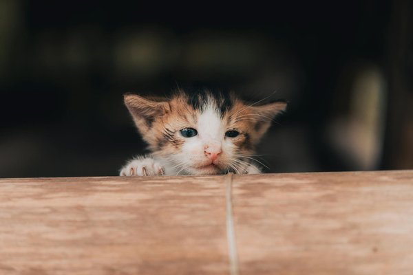 Méthodes innovantes pour booster la guérison des plaies canines