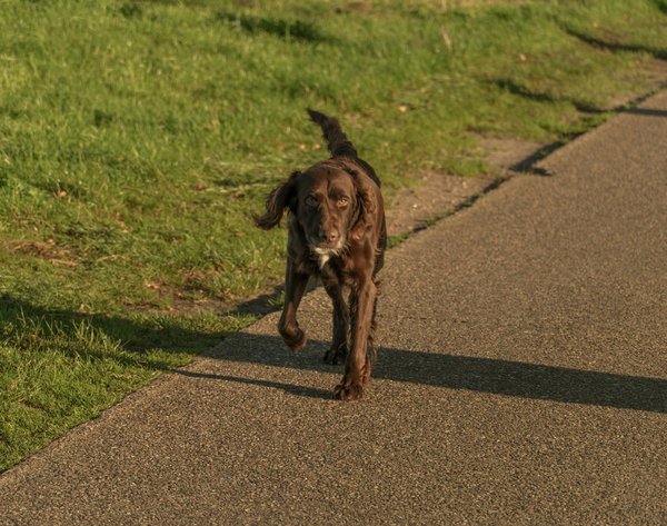 Les meilleures cages à lapins pour assurer leur confort