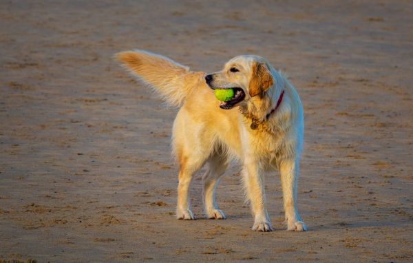 Acheter un golden retriever : le compagnon idéal pour votre famille