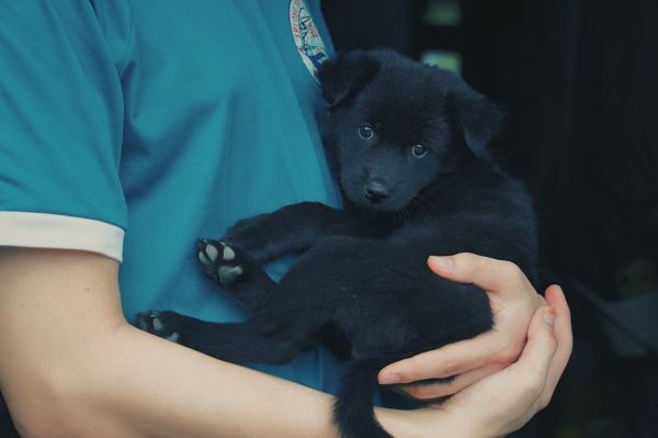 Adoption d'un chien : comment aider votre nouvel animal à s'adapter ?