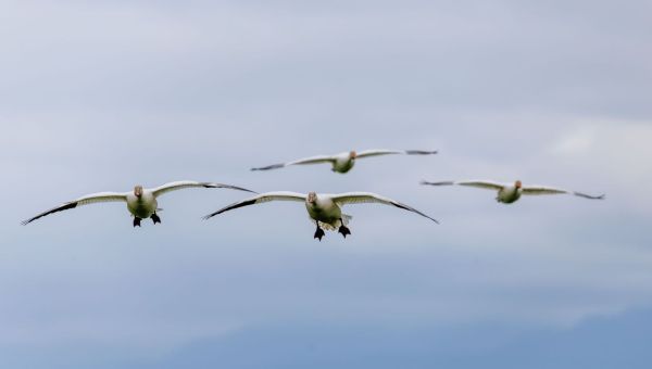 Comprendre la migration des oiseaux de manière scientifique