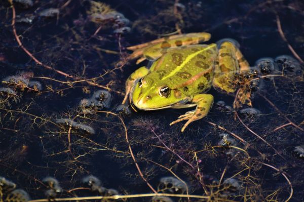 Grenouilles en voie de disparition : causes et conséquences