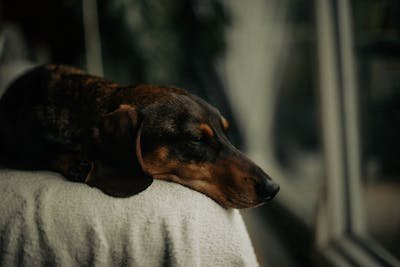 Accélérer la cicatrisation des plaies de chien efficacement